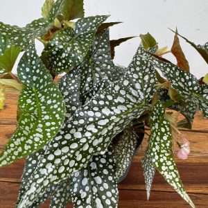 Begonia Maculata 'Snow Capped'