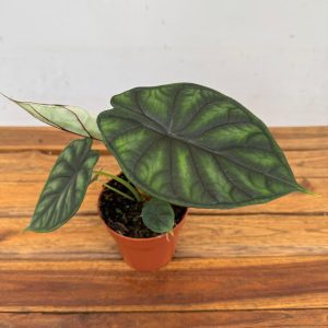 Alocasia Dragon Scale