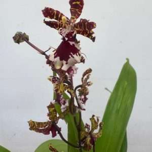 Colmanara 'Everglade Elegance' - V.12