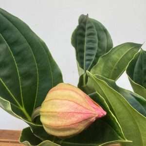 Medinilla 'Flamenco' - V.17