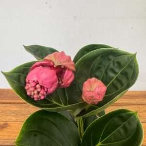 Medinilla Magnifica 'Lambada' - V.14