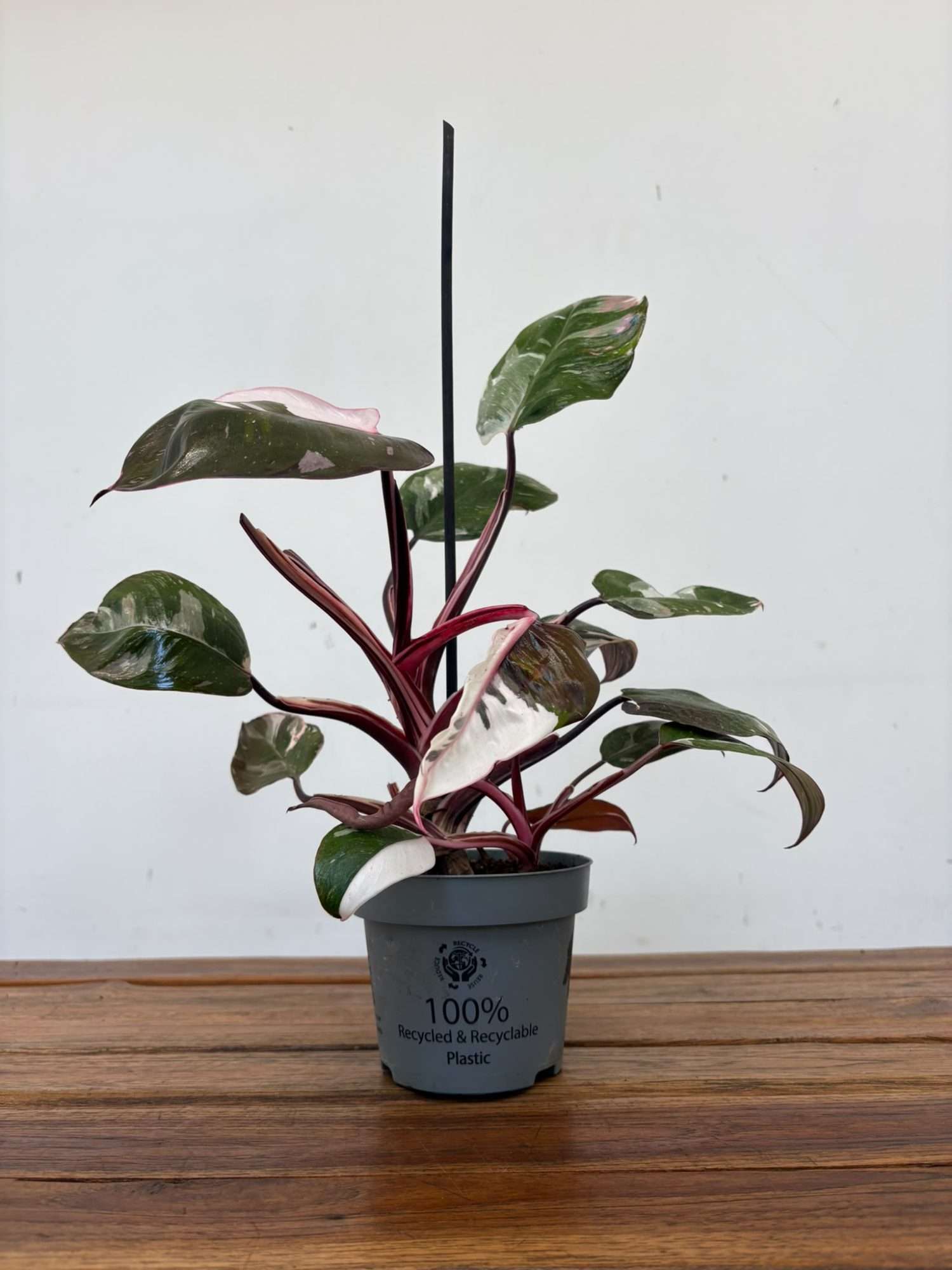 Philodendron Red Anderson - V.12 - Image 2
