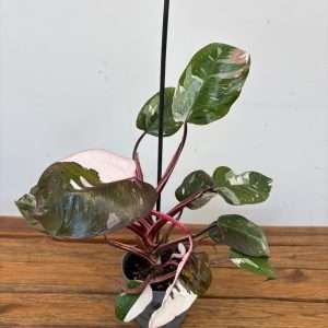 Philodendron Red Anderson - V.12
