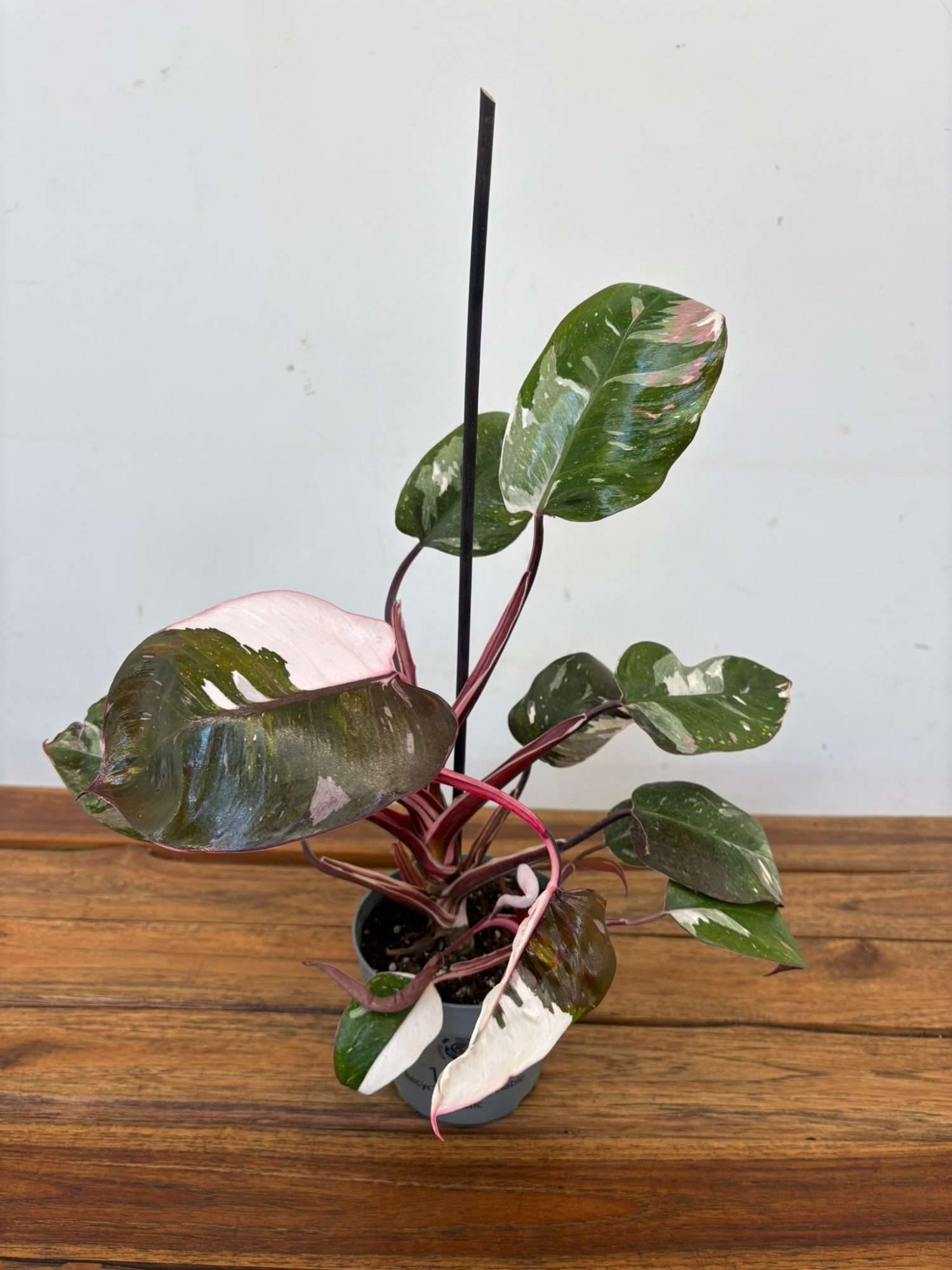 Philodendron Red Anderson - V.12