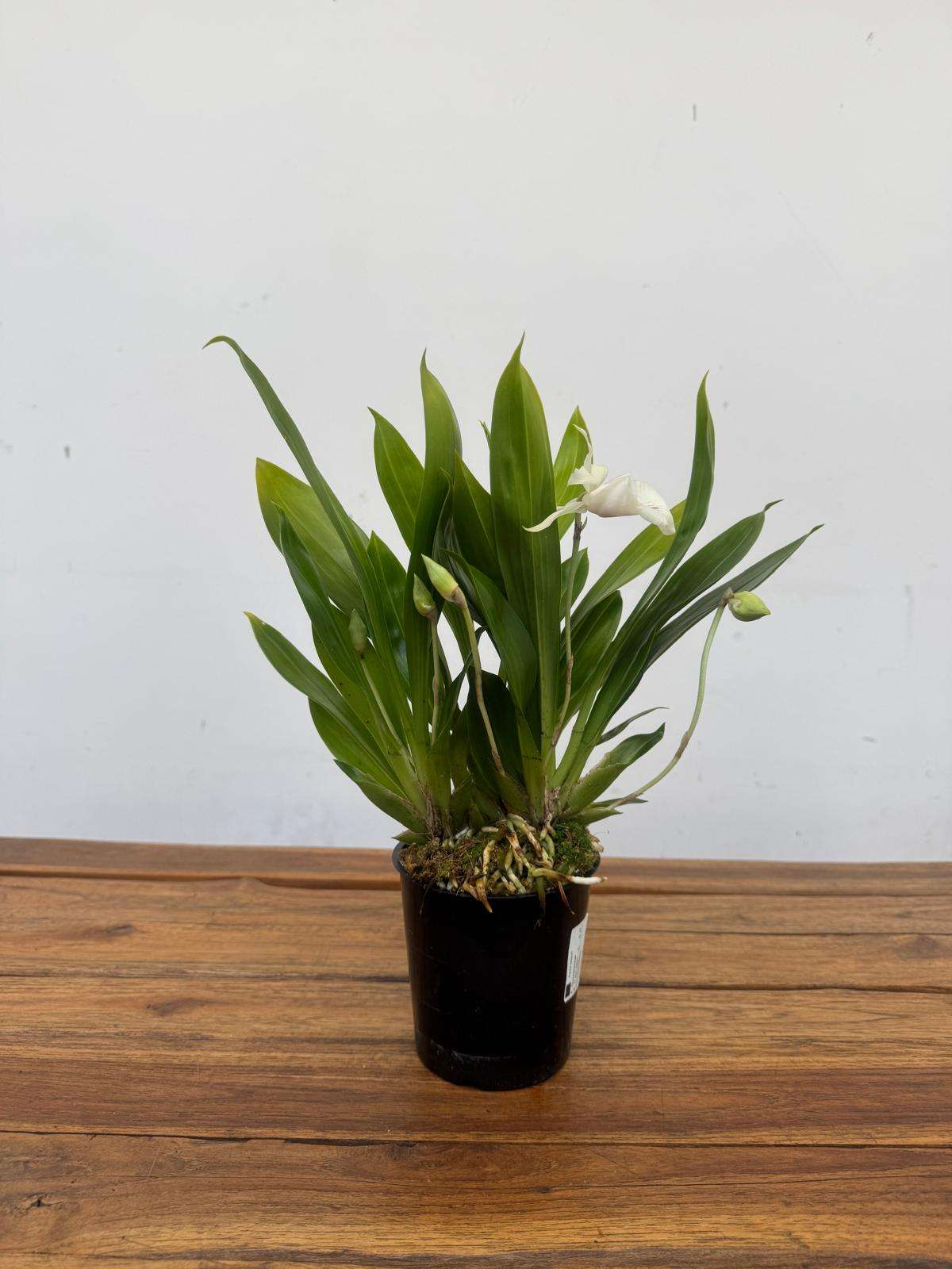 Cochleanthes 'Hybrid' - V.12 - Image 3