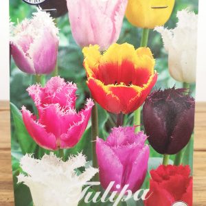 Tulipa Fringed Mix - 10 Unid.