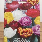 Tulipa Double Late Mix - 10 Unid.