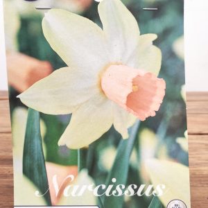 Narcissus Carice - 5 Unid.