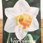 Narcissus Salome - 5 Unid.