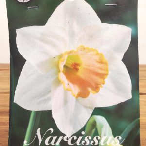 Narcissus Salome - 5 Unid.