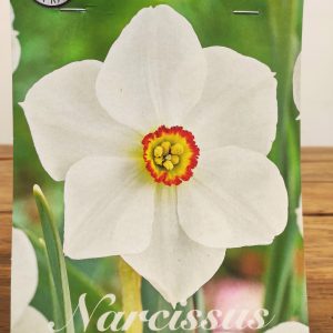 Narcissus Actaea- 5 Unid.