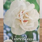 Narcissus Acropolis - 5 Unid.