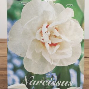 Narcissus Acropolis - 5 Unid.