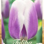 Tulipa Synaeda Blue - 7 Unid.