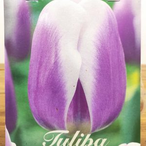 Tulipa Synaeda Blue - 7 Unid.