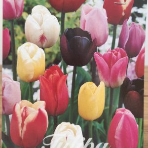 Tulipa Triumph Mix - 10 Unid.