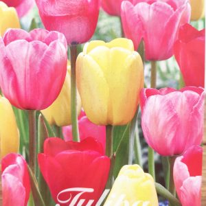 Tulipa Darwin Hybrid Mix- 10 Unid.