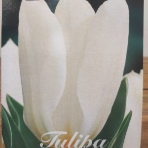 Tulipa Purissima - 10 Unid.