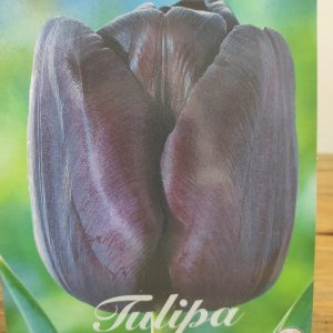 Tulipa Queen of Night - 7 Unid.