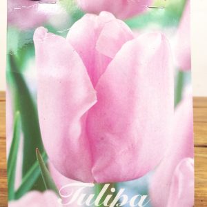 Tulipa Candy Prince - 10 Unid.