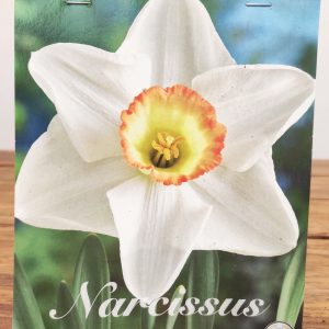 Narcissus High Society - 5 Unid.