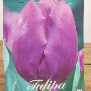 Tulipa Purple Prince - 10 Unid.