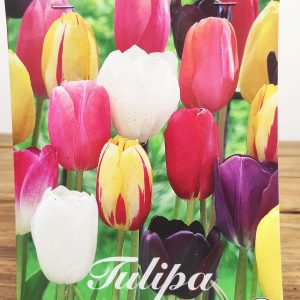 Tulipa Single Late Mix- 10 Unid.
