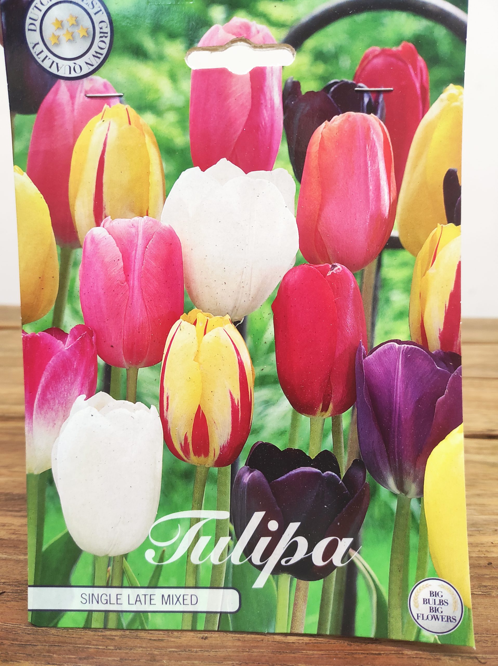 Tulipa Single Late Mix- 10 Unid.