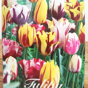 Tulipa Rembrandt Mix - 10 Unid.