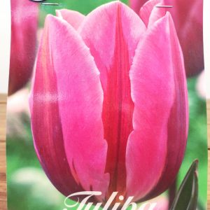 Tulipa Pretty Princess - 7 Unid.