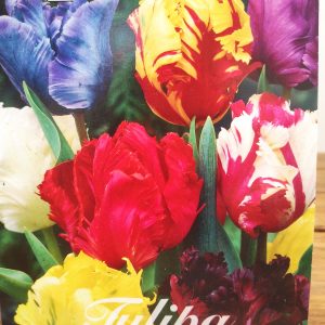 Tulipa Parrot Mix - 7 Unid.