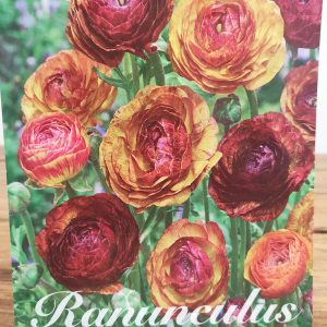 Ranunculus Cafe Picotee - 10 Unid.