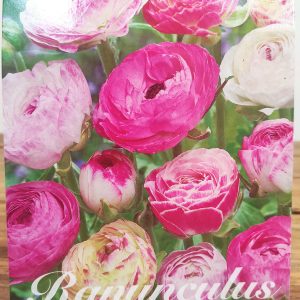 Ranunculus Picotee Rose - 10 Unid.