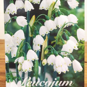 Leucojum Aestivum - 10 Unid.