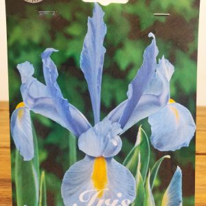 Iris Blue Magic - 15 Unid.