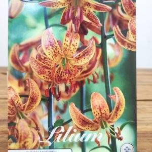 Lilium Sunny Morning - 7 Unid.