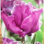 Tulipa James Last - 7 Unid.