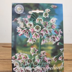 Nectaroscordum Siculum - 7 Unid.