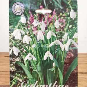 Galanthus Elwesii - 10 Unid.