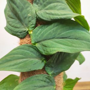 Rhaphidophora Korthalsii