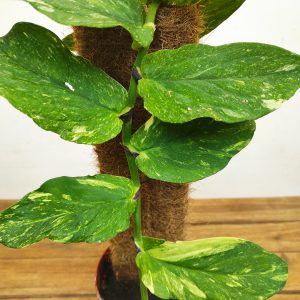 Rhaphidophora Korthalsii Variegata