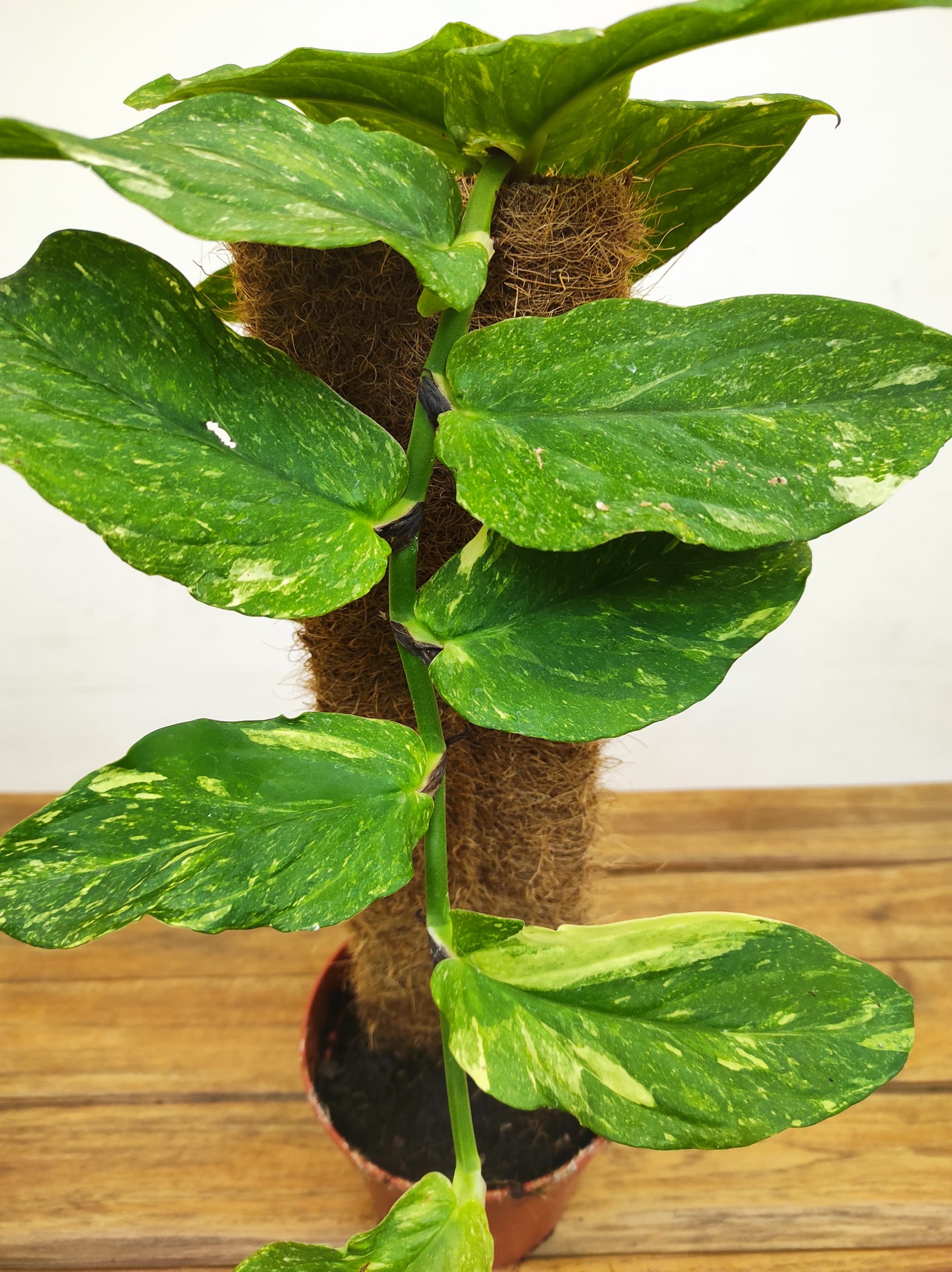 Rhaphidophora Korthalsii Variegata