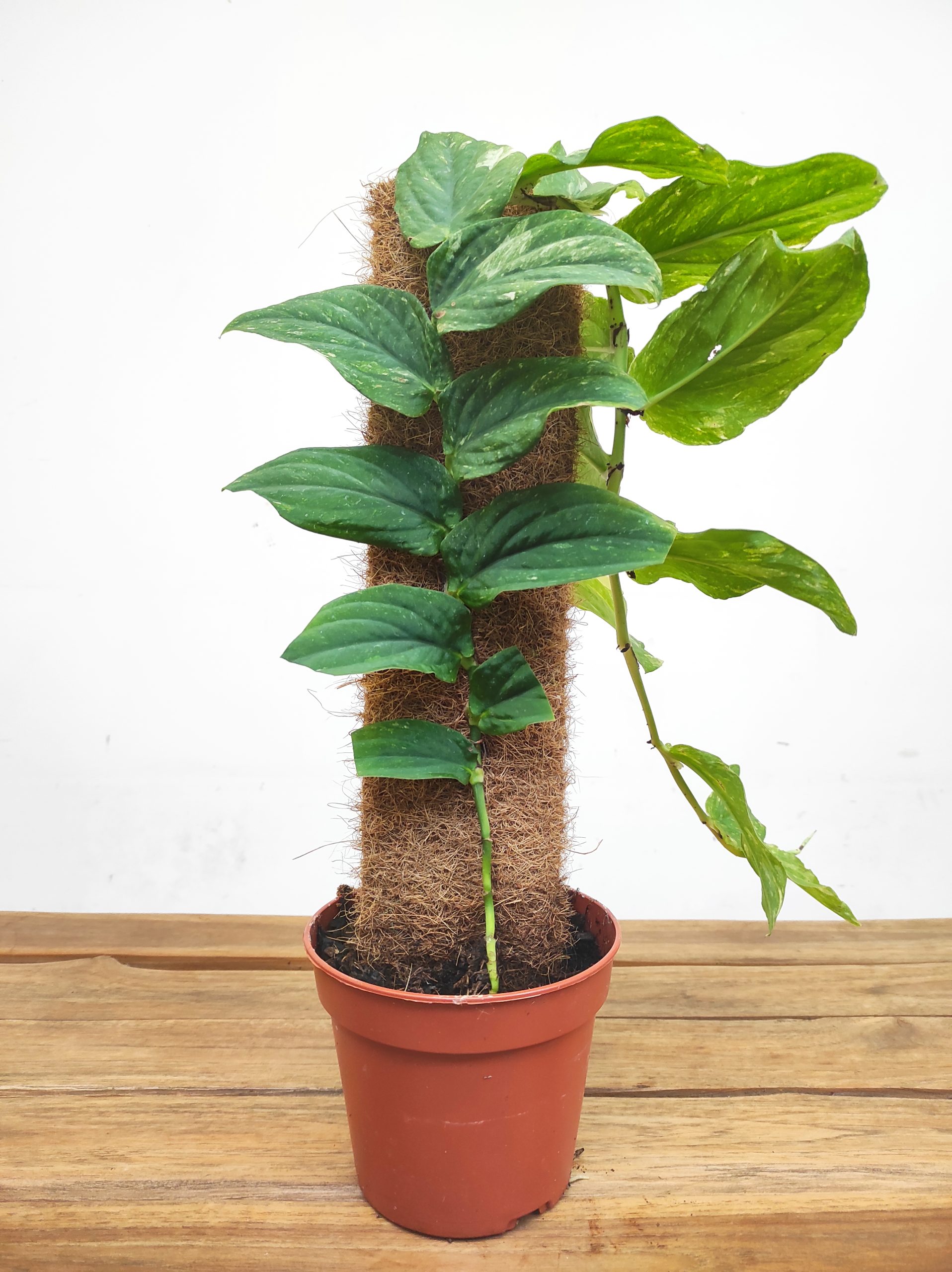 Rhaphidophora Korthalsii Variegata - Image 2