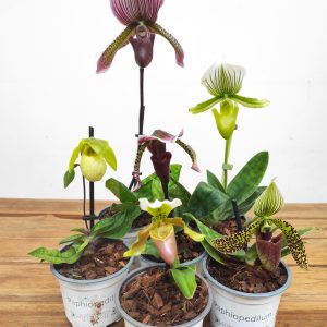 Conjunto 6 Paphiopediluns - Com flor