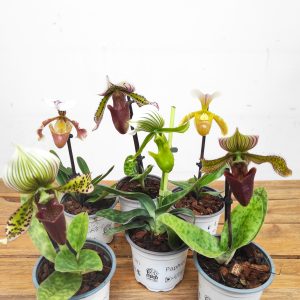 Conjunto 6 Paphiopediluns - Com flor