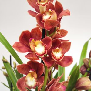 Cymbidium 'Akane'