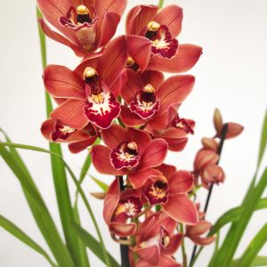 Cymbidium 'Late Sue'