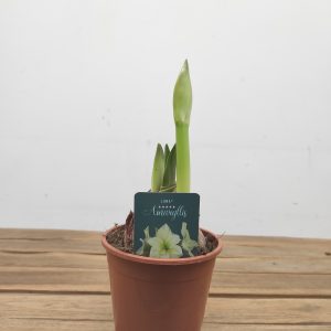Amaryllis 'Luna'