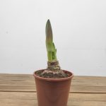 Amaryllis  'Stardust'