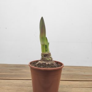 Amaryllis  'Stardust'